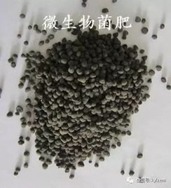 微生物肥料與微生物菌劑的區別和聯系